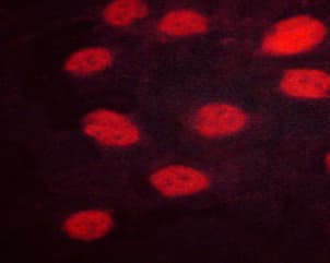 Polyclonal Rabbit anti-Human IRF3 Antibody (phospho-Ser385, IHC, IF, WB)