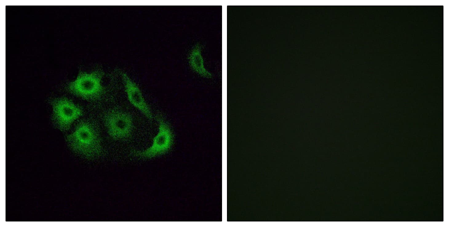 Polyclonal Rabbit anti-Human OR4P4 Antibody (aa260-309, IF, WB)