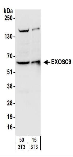 EXOSC9 / p5 Antibody (aa389-439)