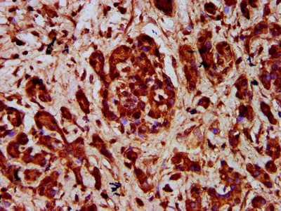 SEMA3F / Semaphorin 3F Antibody