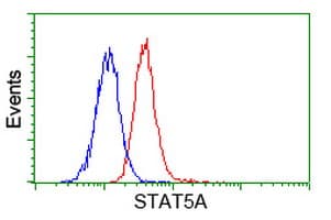STAT5A Antibody (clone OTI10H1)