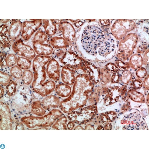 Anti-BTN3A1/2/3 antibody Antibody