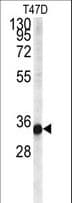 Polyclonal Rabbit anti-Human Cardiolipin Synthase / CRLS1 Antibody (aa198-226, IHC, WB)