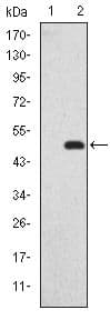 Monoclonal Mouse anti-Human GKAP1 Antibody (clone 3G4, IHC, IF, WB)