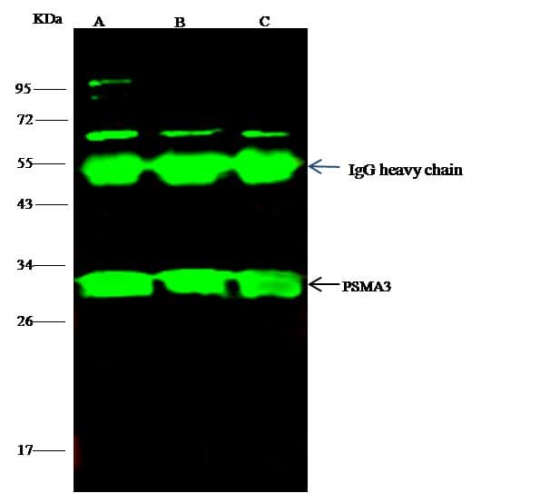 Polyclonal Rabbit anti-Human PSMA3 Antibody (Preservative Free, IF, WB)