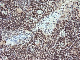 STAF50 / TRIM22 Antibody (aa61-406, clone OTI1D3, Carrier-free)