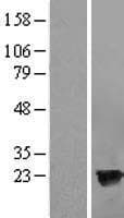 HPCAL4 Protein (Over-Expression Lysate Myc-DDK (Flag))