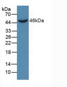 DKK3 Antibody (aa22-350, APC)