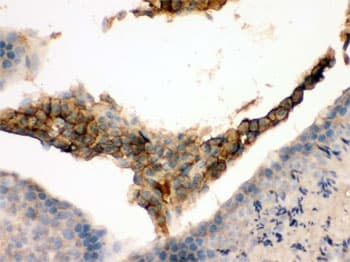 GNAQ Antibody