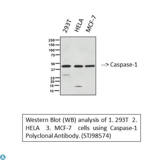 CASP1 / Caspase 1 Antibody