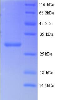 Arabidopsis thaliana LSC83 Protein (Recombinant GST)