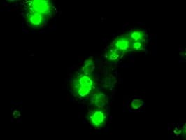 SATB1 Antibody (clone OTI4E1)