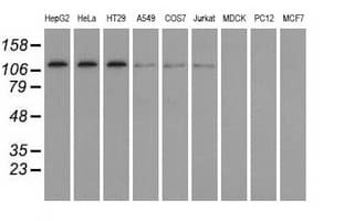ERIC-1 / TACC3 Antibody (clone OTI6F1, Carrier-free)