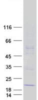 Human MS4A15 Protein (Recombinant Myc-DDK (Flag))