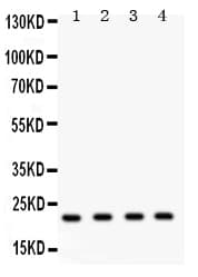 Securin / PTTG1 Antibody (aa146-161)