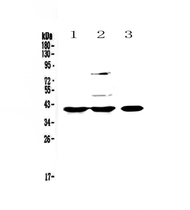 PPID / Cyclophilin D Antibody