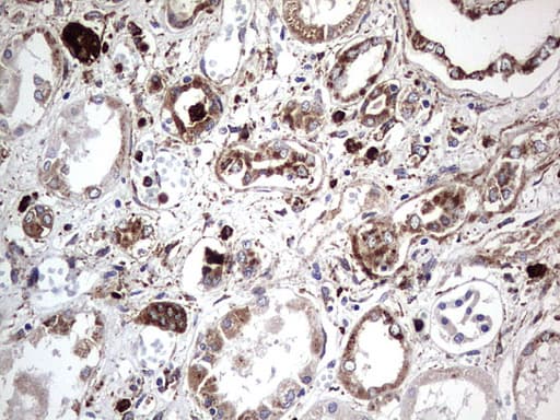 Monoclonal Mouse anti-Human CD63 Antibody (clone OTI5E5, IHC, WB)
