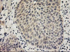 SNAP25 Antibody (clone OTI4G5)
