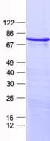 Human ZNF449 Protein (Recombinant His, N-Terminal)