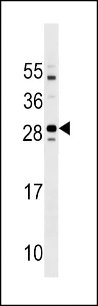 TMEM125 Antibody (aa1-30)