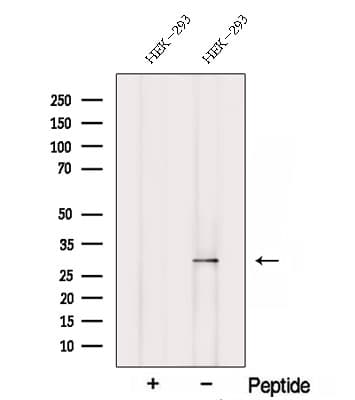 Polyclonal Rabbit anti-Human SCO2 Antibody (WB)