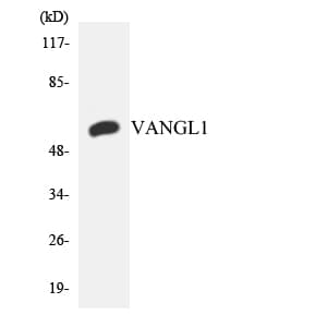 VANGL1 Antibody (aa338-387)