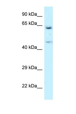 NARS Antibody (aa43-92)