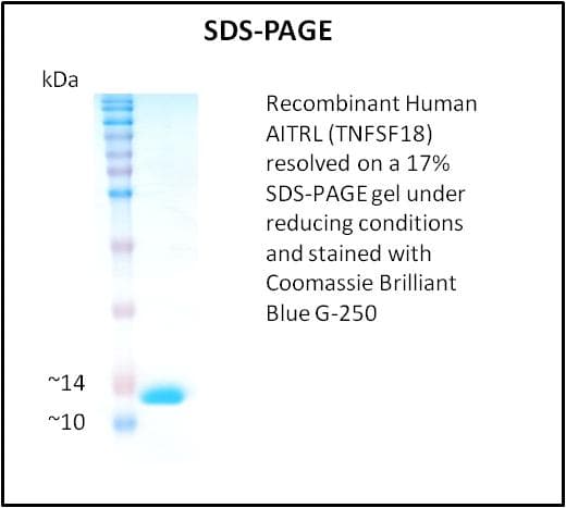Human TNFSF18 / GITRL Protein (Recombinant)