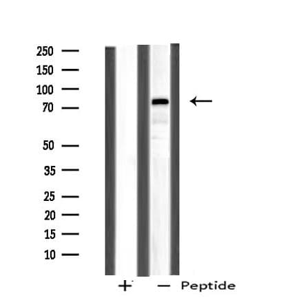 CHFR Antibody