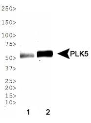 PLK5 Antibody (Biotin)