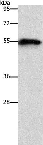 CDK19 / CDK11 Antibody