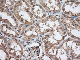 Monoclonal Mouse anti-Human PDE4A / PDE4 Antibody (clone OTI6D6, IHC, IF, WB)