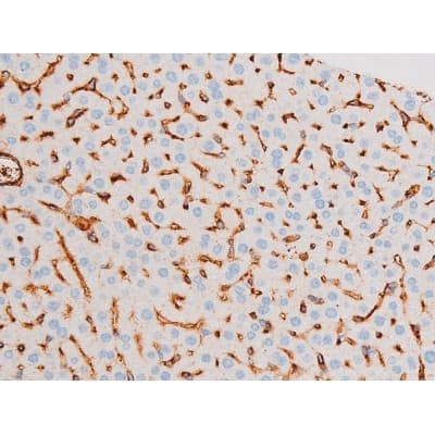 SMAD3 Antibody (phospho-Ser213)