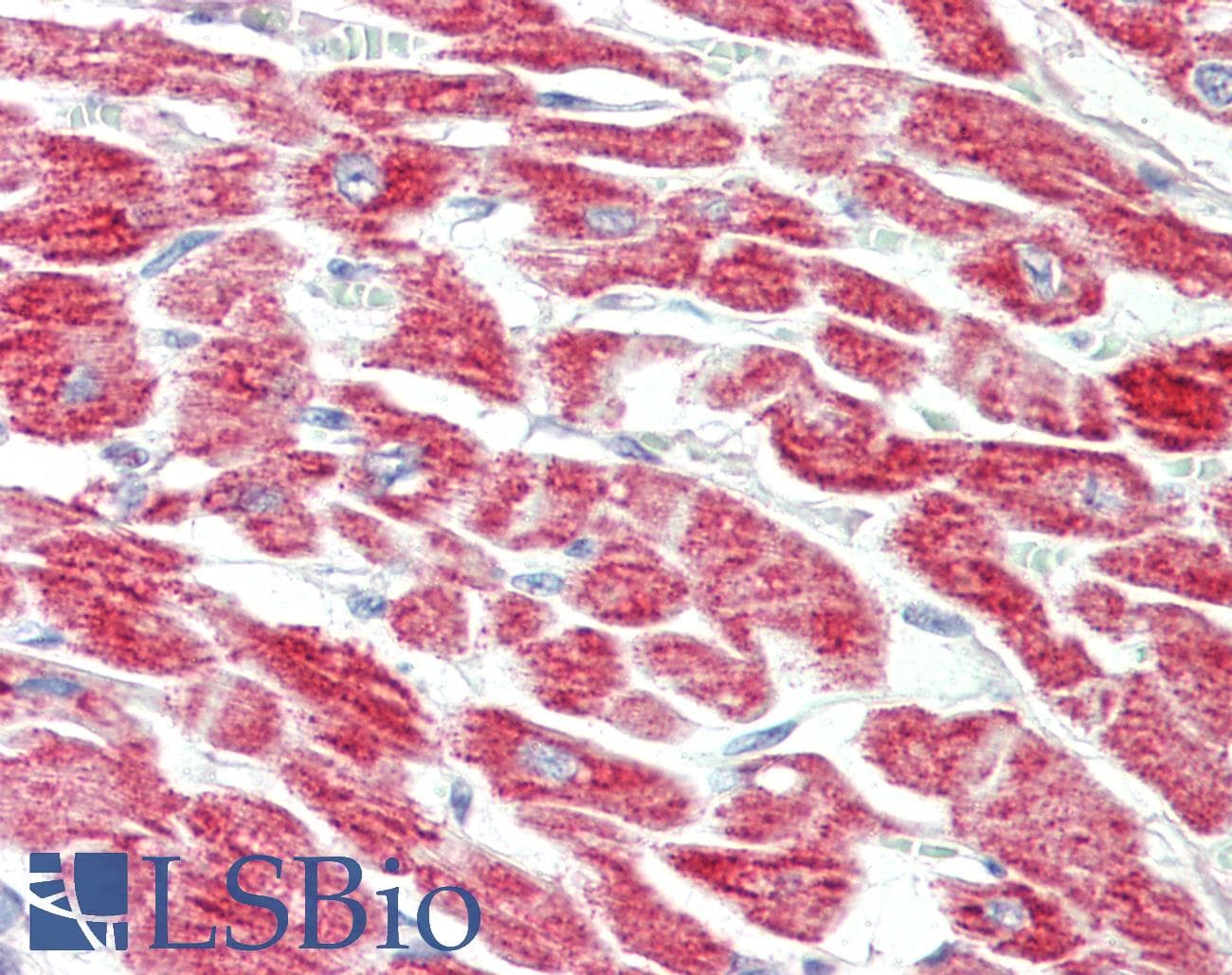 IHC-plus™ COXIV / COX4 Antibody (clone 6B3)
