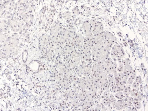 ERCC4 / XPF Antibody (clone UMAB22, Carrier-free)