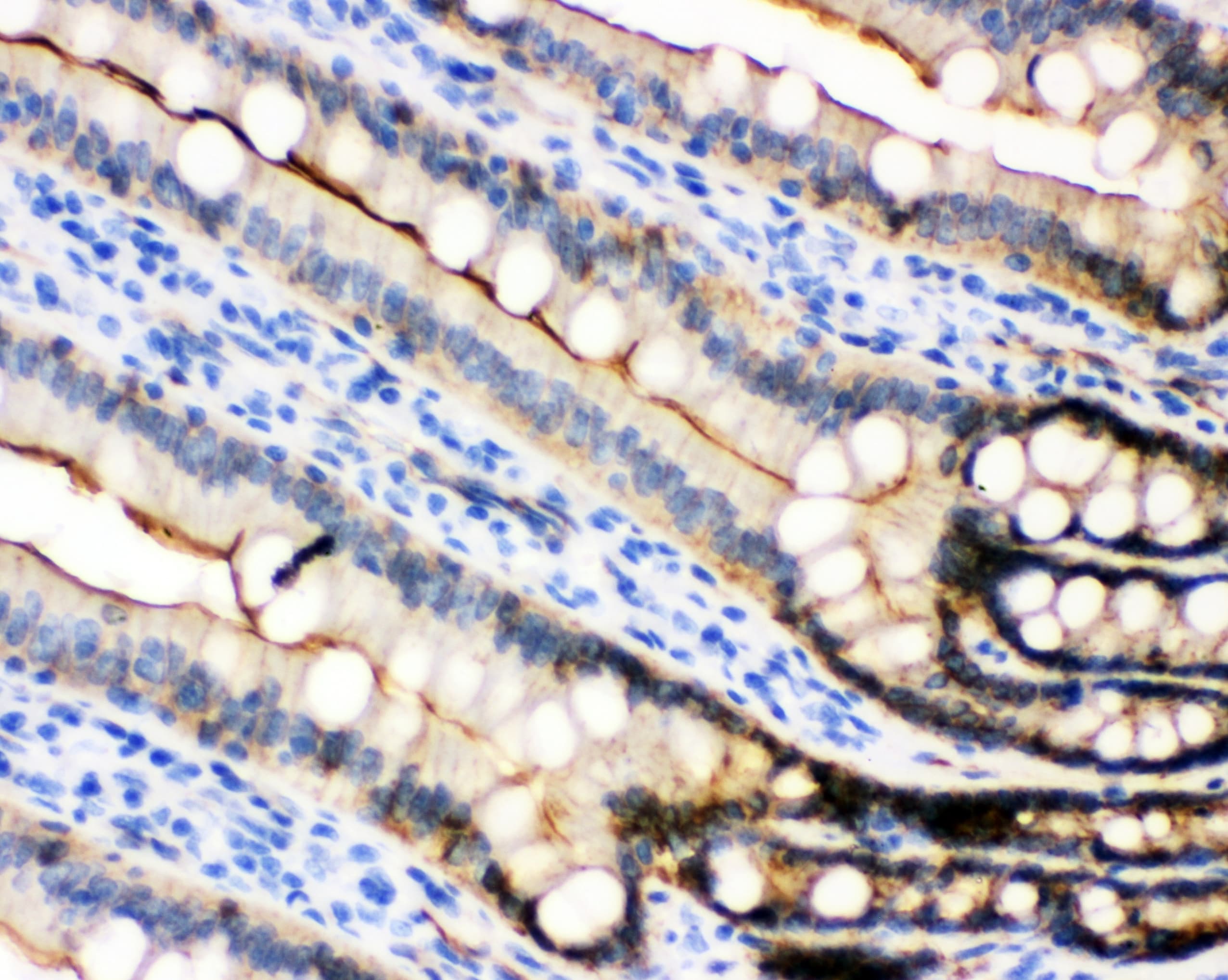 CDH1 / E Cadherin Antibody (aa286-703)
