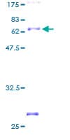 Human ARG2 / Arginase 2 Protein (Recombinant GST)