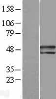Human SERPINF1 / PEDF Protein (Over-Expression Lysate Myc-DDK (Flag))