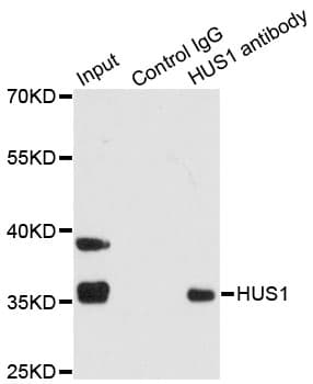 HUS1 Antibody