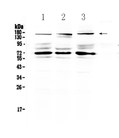 IL17RA Antibody