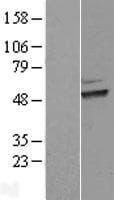 ERI1 / HEXO Protein (Over-Expression Lysate Myc-DDK (Flag))