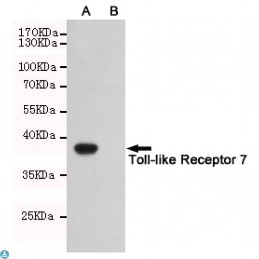 TLR7 / CD287 Antibody