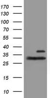 PSMB7 Antibody (clone OTI4D12)