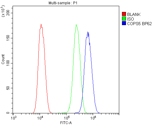 COPS5 / JAB1 Antibody (aa8-334)