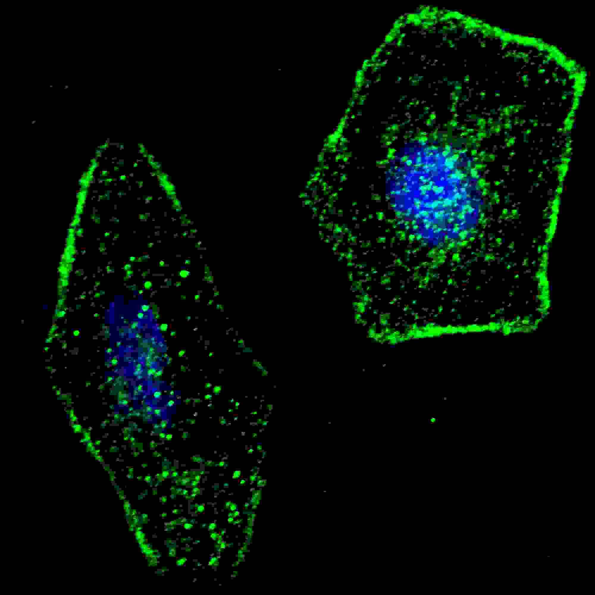 ERAS Antibody (aa51-81)