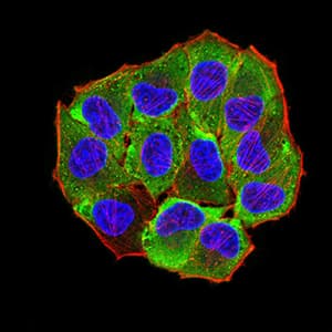 Monoclonal Mouse anti-Human AEBP2 Antibody (clone 3E3C10, IHC, WB)