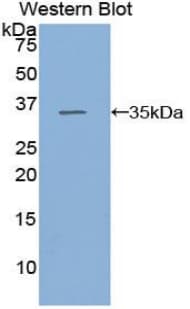 HSF1 Antibody (aa15-288)