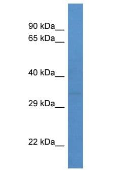 LYL1 Antibody (aa231-280)