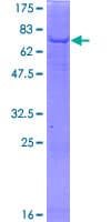 Human PGS1 Protein (Recombinant GST)