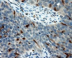 LIPG / Endothelial Lipase Antibody (clone OTI9F2, Carrier-free)